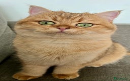 British Shorthair cats for sale: 💚❤️TICA British Shorthair 2 Kittens - Image 11