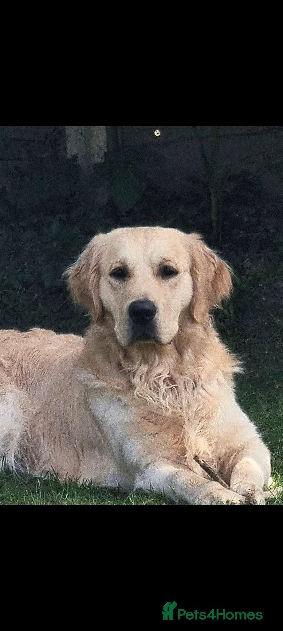 Golden Retriever dogs RKC Kensesqui Karamel Sutra - Advert 2