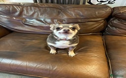 Chihuahua dogs for sale: 2 Lovely Little Boys - Advert 4