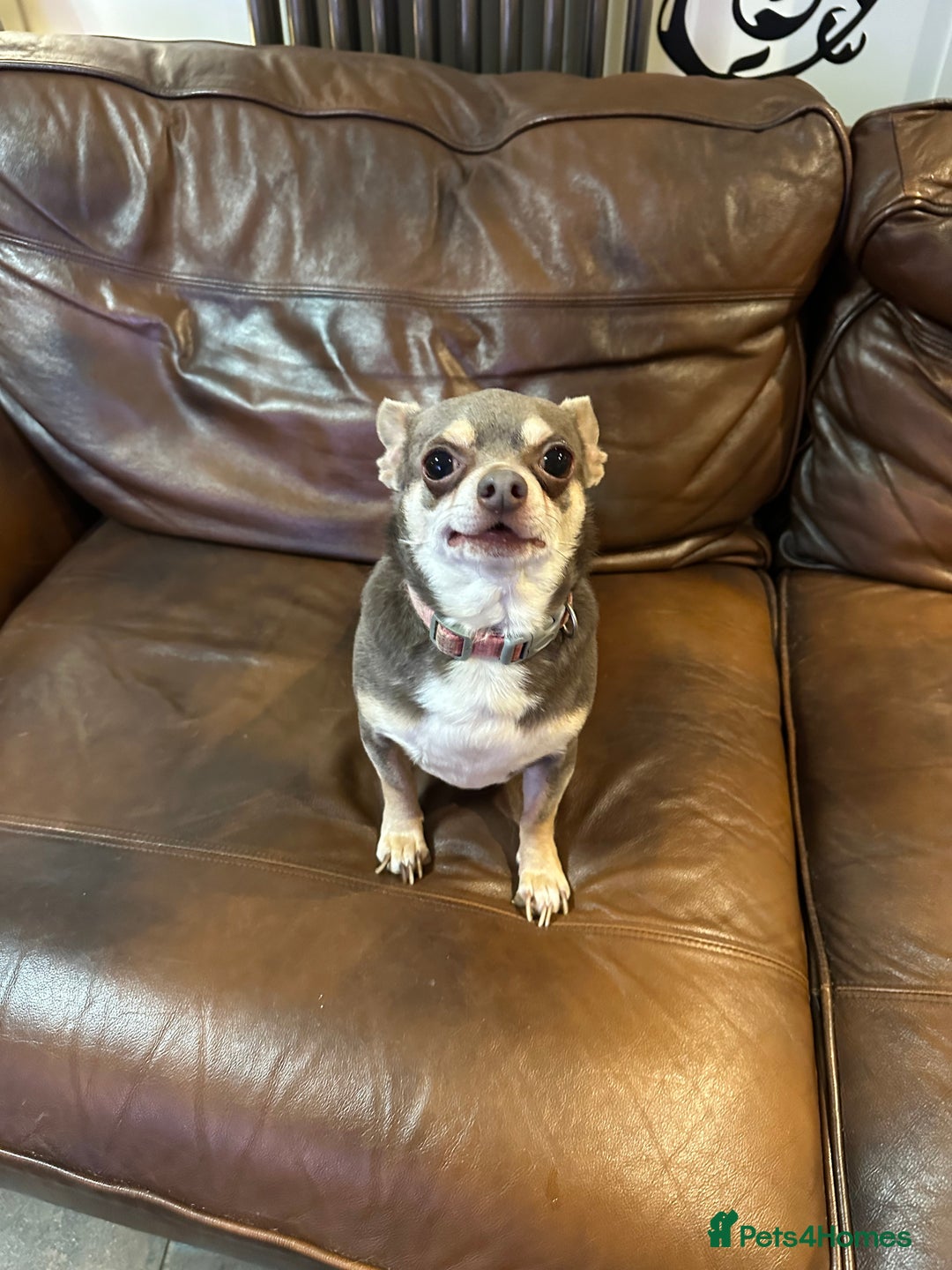 Chihuahua dogs for sale: 2 Lovely Little Boys - Advert 4