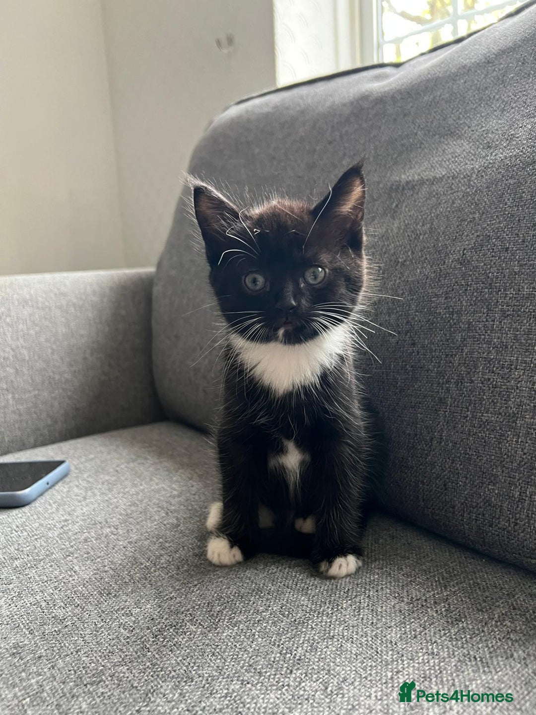 Maine Coon cats for sale: Little Half Main Coons - Advert 39