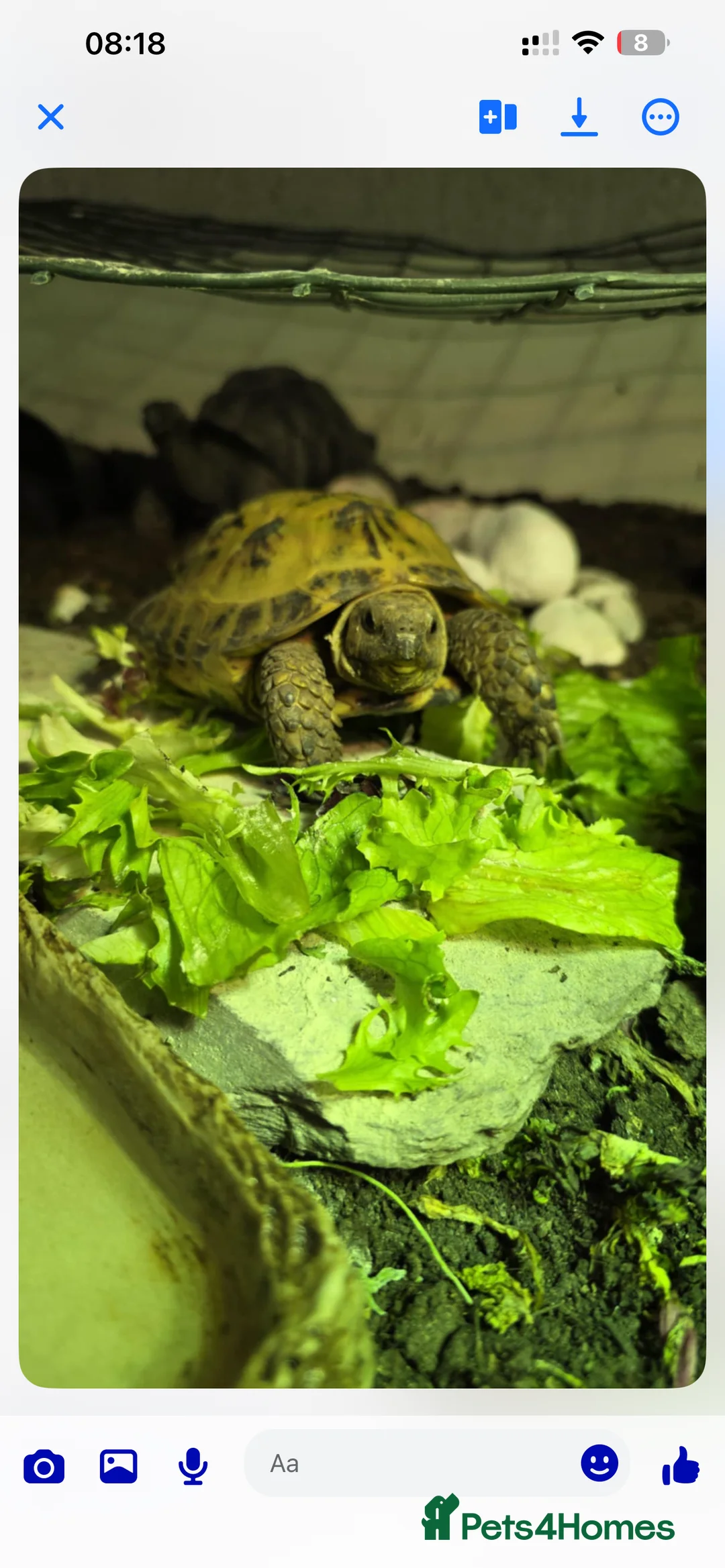 Tortoise reptiles for sale: Horsefield Tortoise - chompers in Ellesmere Port - Advert 2