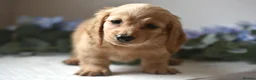 Miniature Dachshund dogs for sale: Stunning mini long cream girl  - Advert 4