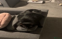 Mixed Breed cats for sale: Beautiful Kittens ready for their forever home!!  - Image 6