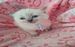 Ragdoll cats for sale: Beautiful Ragdoll Kittens, GCCF & Tica Registered - Image 16