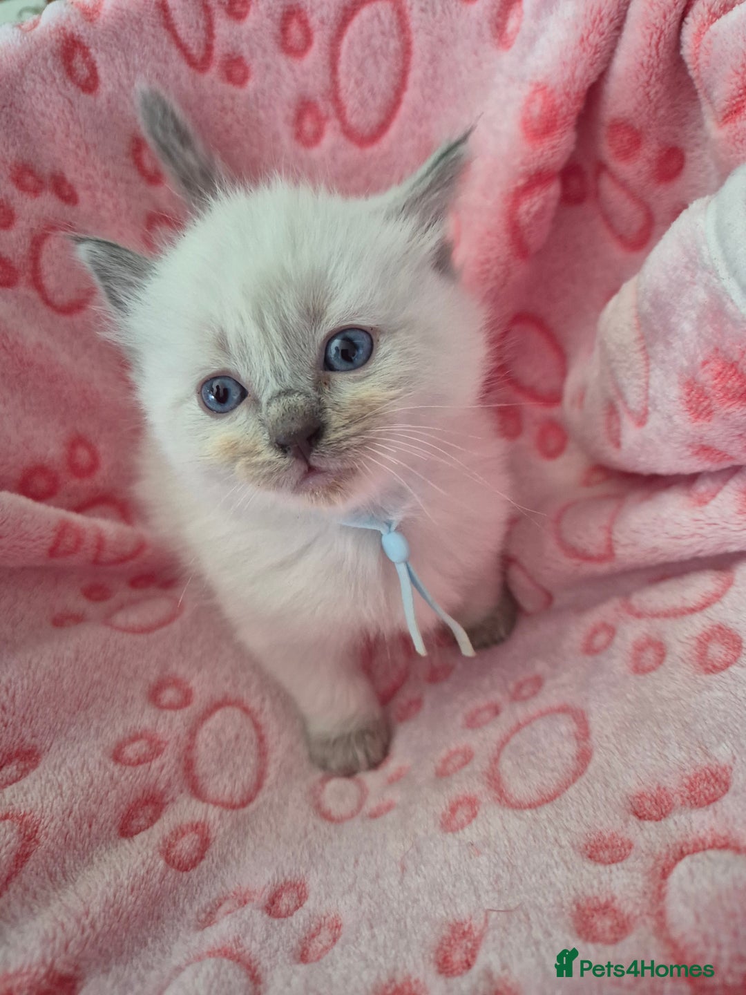 Ragdoll cats for sale: Beautiful Ragdoll Kittens, GCCF & Tica Registered - Image 16