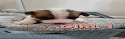 Jack Russell dogs for sale: Jack Russell puppies - Advert 2