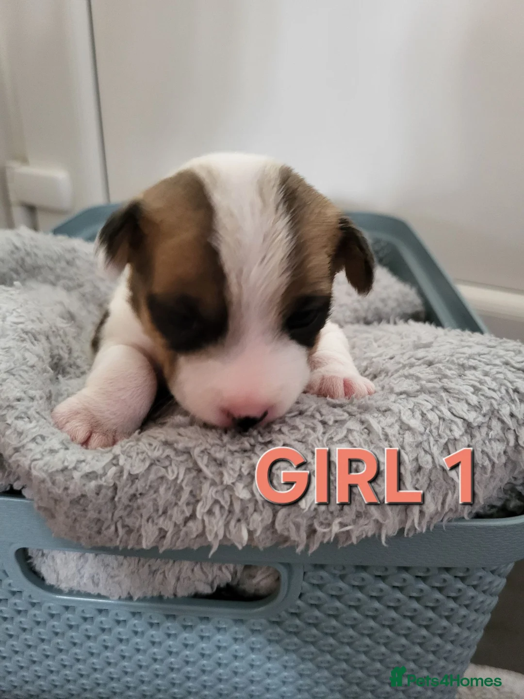 Jack Russell dogs for sale: Jack Russell puppies - Advert 2