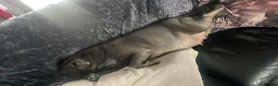 Staffordshire Bull Terrier dogs for sale: KC Beautiful litter of blue/red staffys  - Advert 18