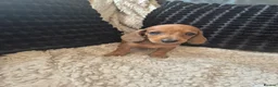 Dachshund dogs for sale: Kc dachshund puppies! - Advert 7