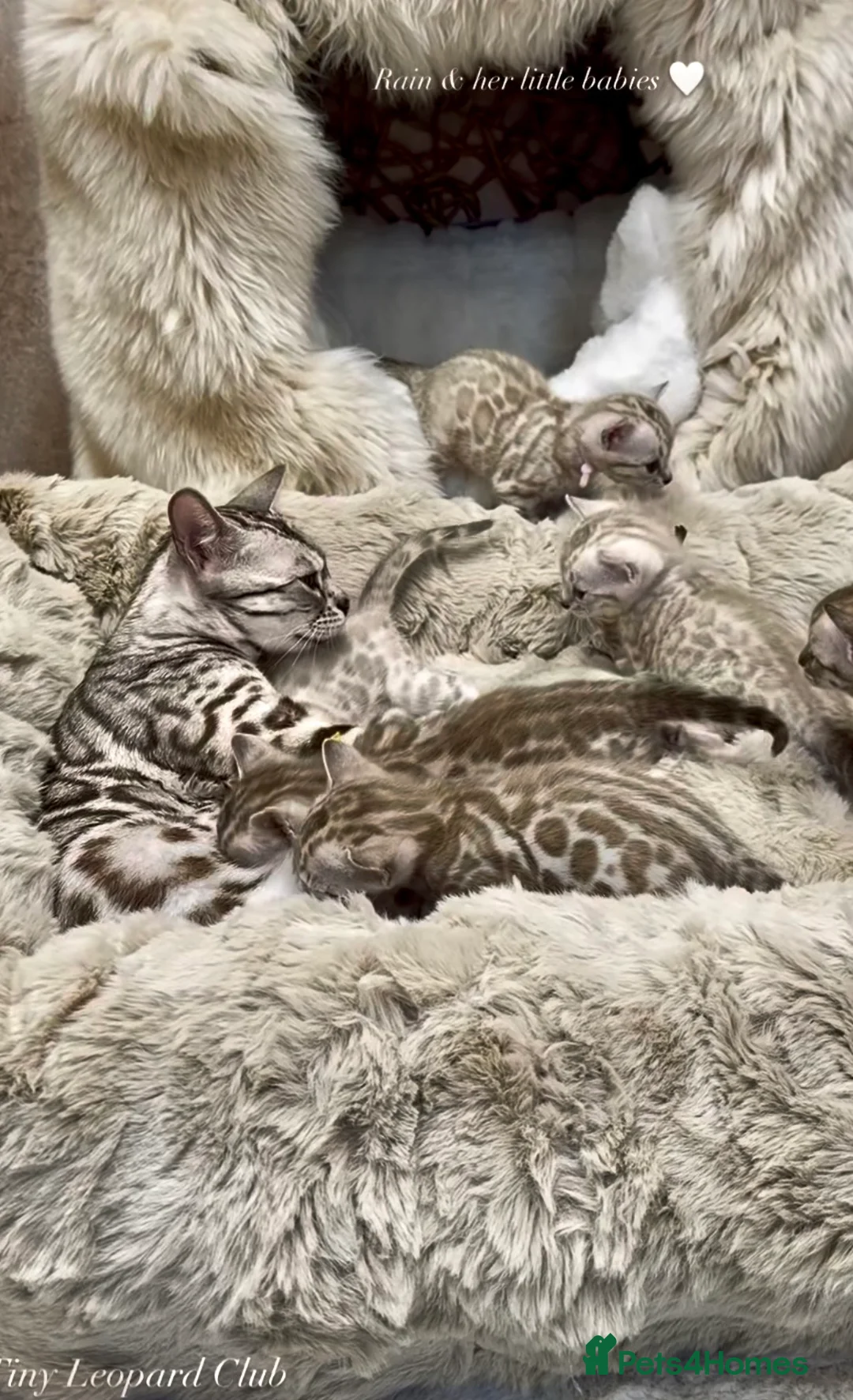 Bengal cats for sale: Stunning Snow Mink and Sepia TICA Pedigree Bengals - Advert 18