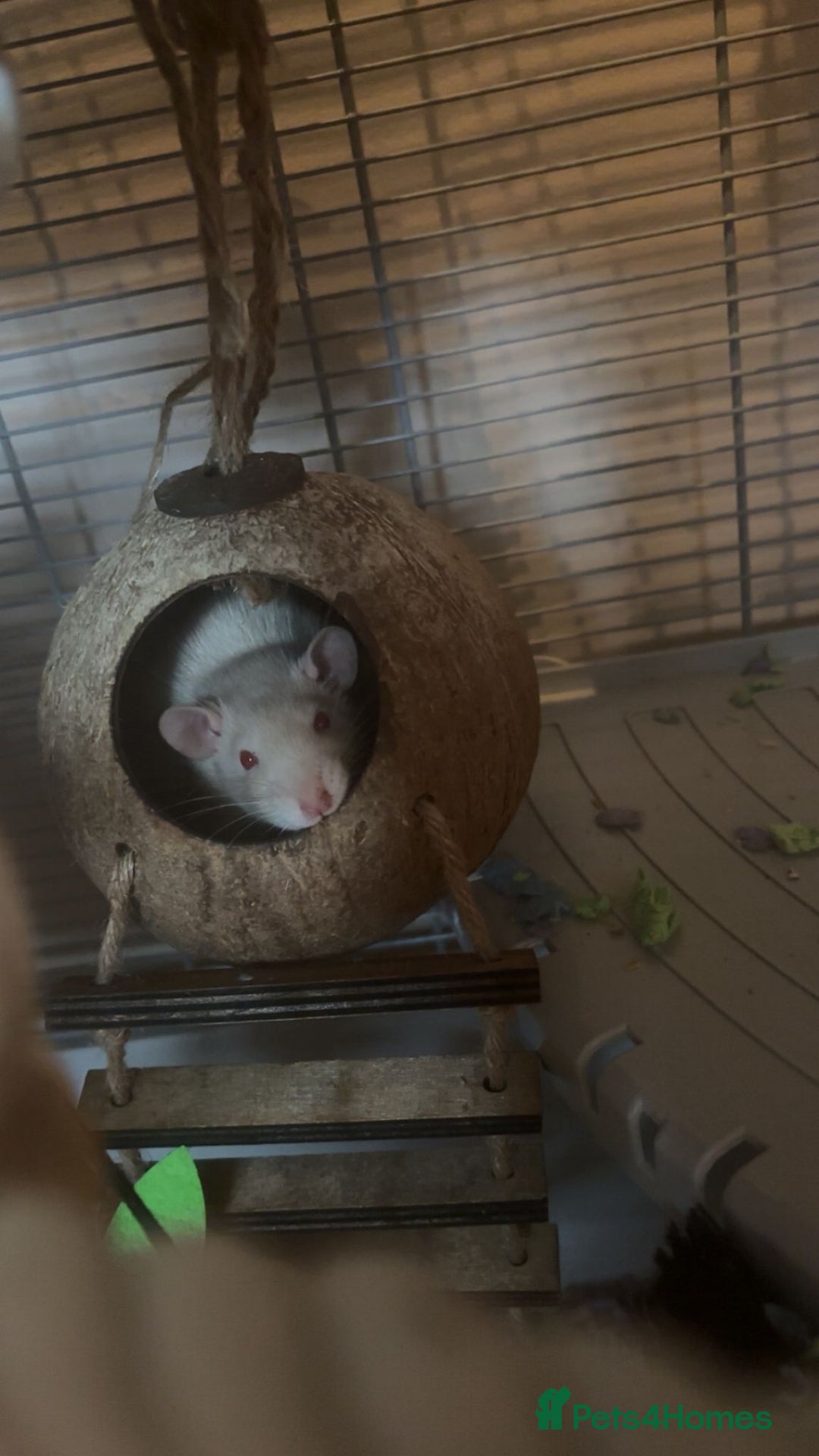 Rat rodents for sale: 16 week old female rats for sale - Image 3