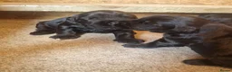 Giant Schnauzer dogs for sale: Giant schnauzer puppy's  - Advert 4
