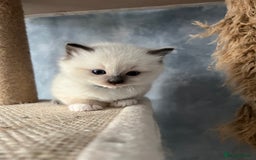 Ragdoll cats for sale: Seal Mitted Ragdoll babies, 4 girls 1 boy - Image 17