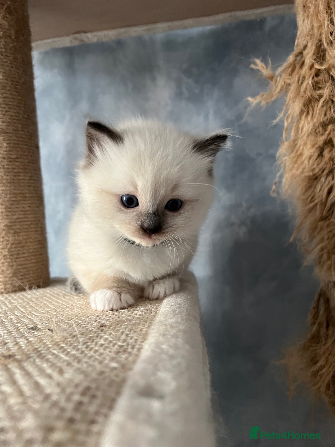 Ragdoll cats for sale: Seal Mitted Ragdoll babies, 4 girls 1 boy - Image 17