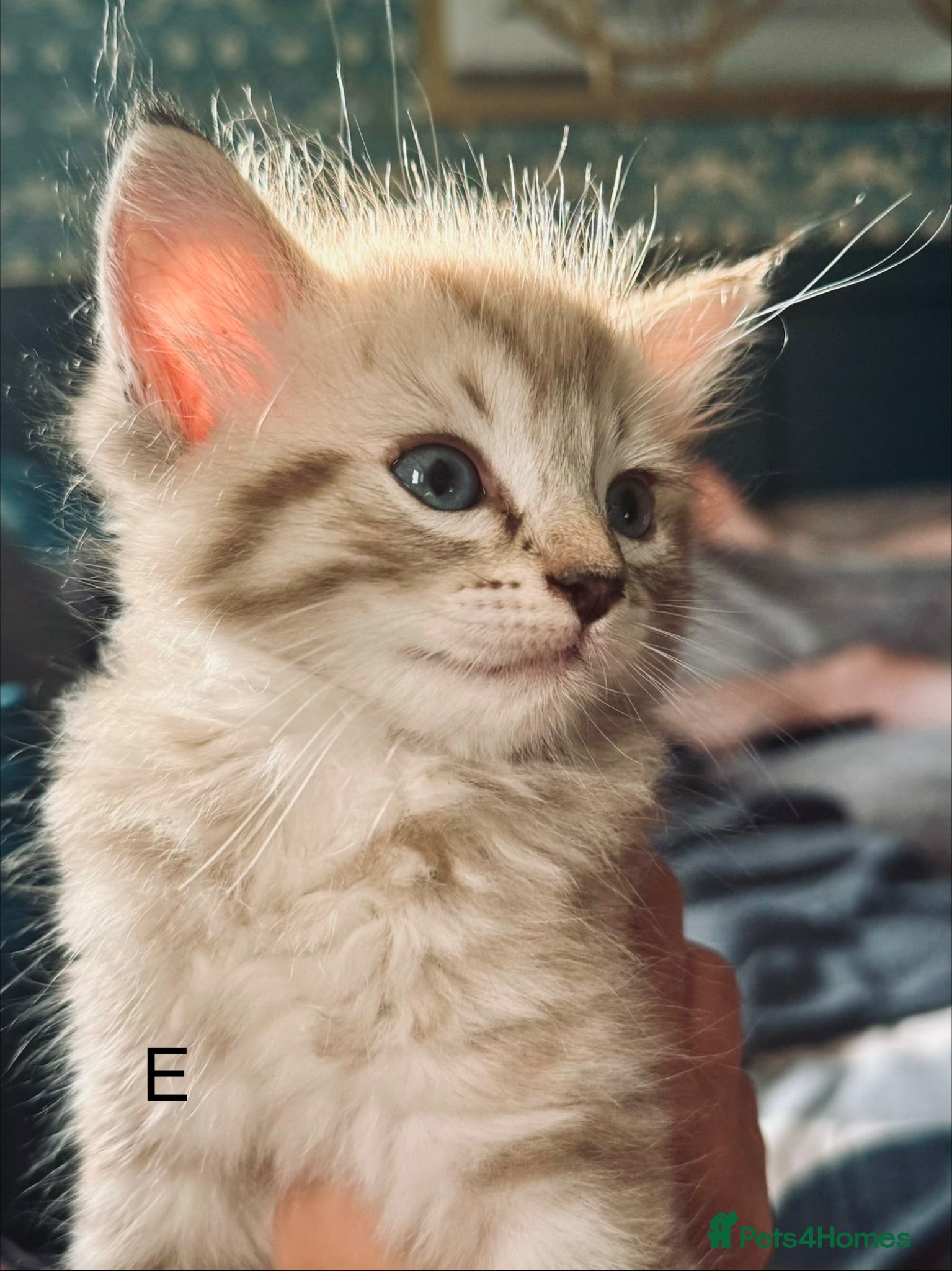 Ragdoll cats Classic & Mink Ragdoll Kittens - Advert 1