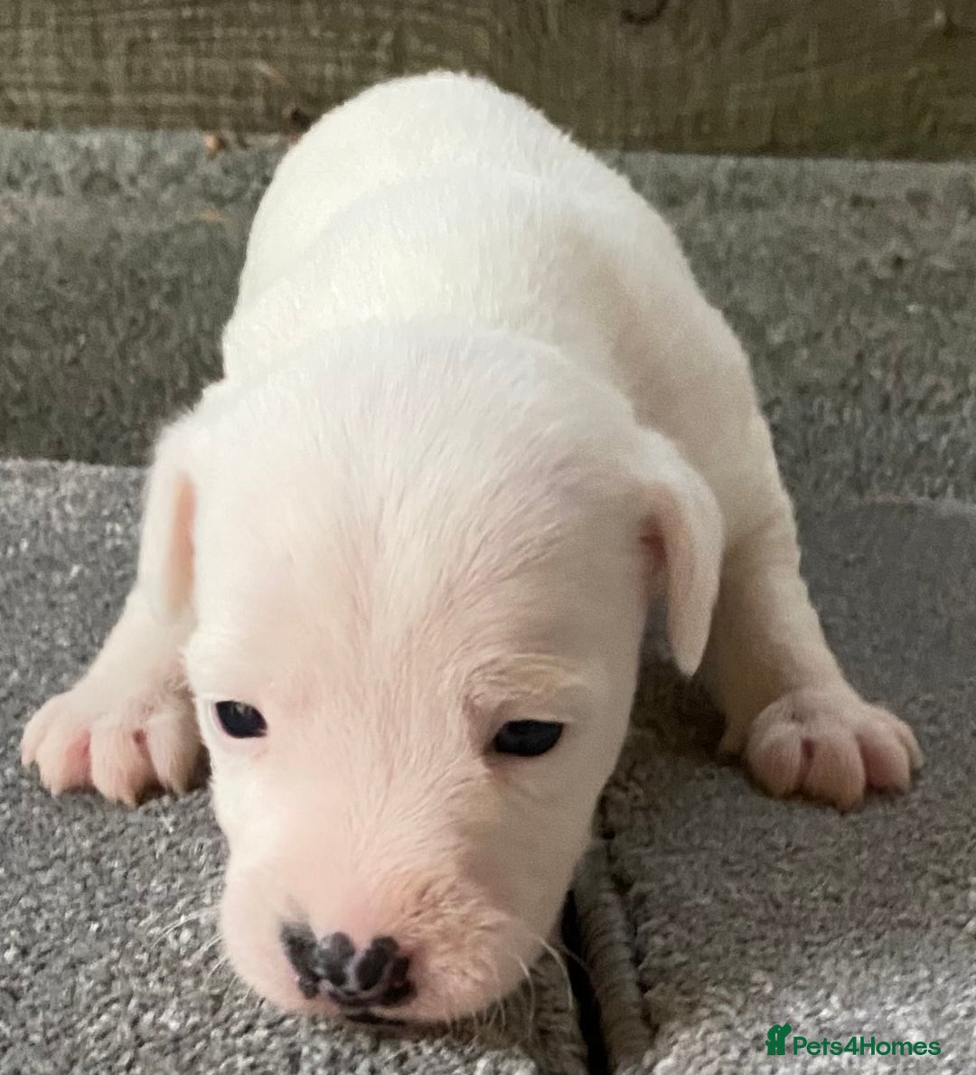 Jack Russell dogs for sale: 6 Jack Russell Puppies  - Advert 33