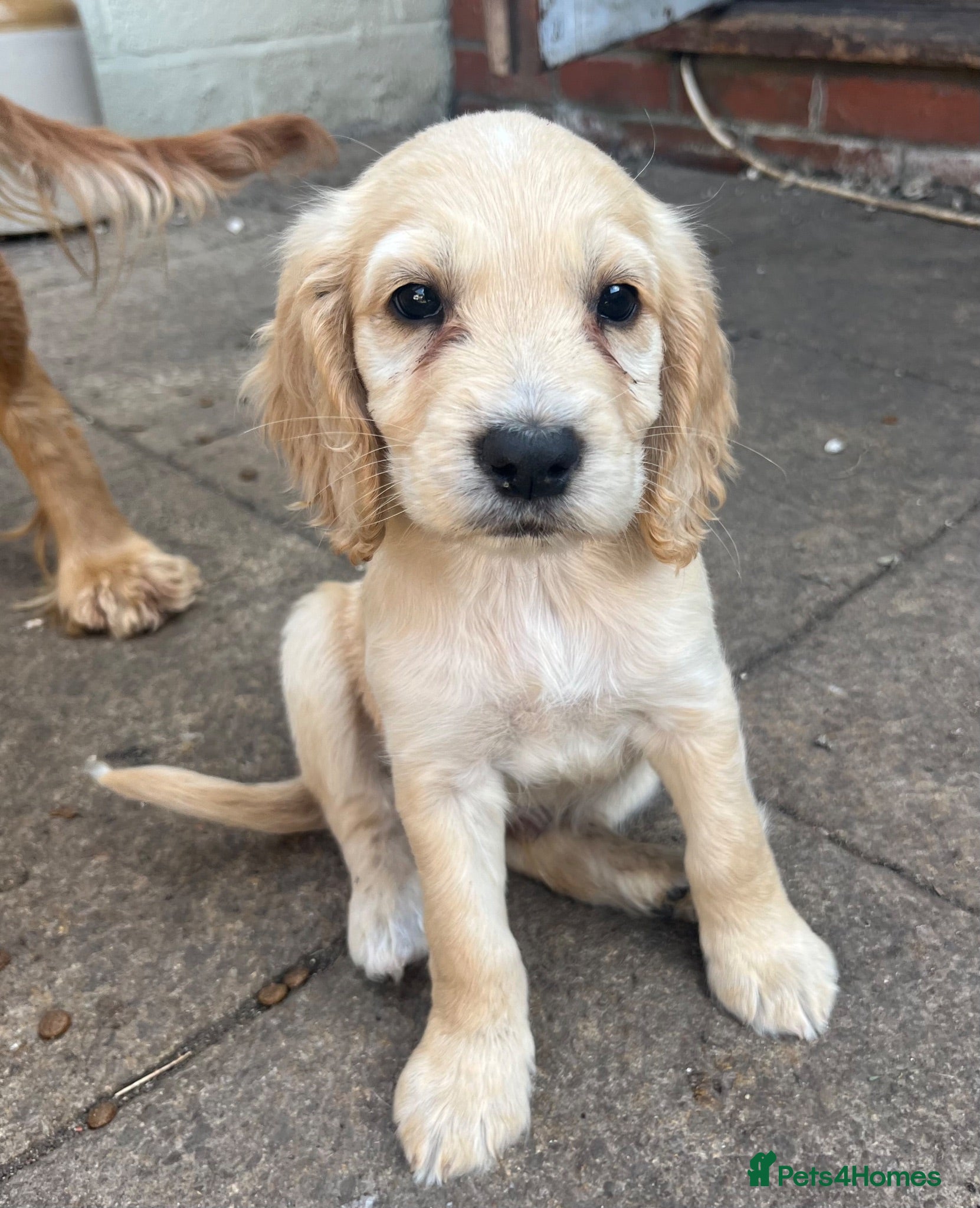 Cocker Spaniel dogs Ready next week!Beautiful cocker spaniels  - Advert 9