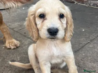 Cocker Spaniel dogs 2 boys left!Beautiful cocker spaniels - Advert 8