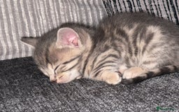 Bengal cats for sale: Russian Blue Bengal Kittens - Image 19
