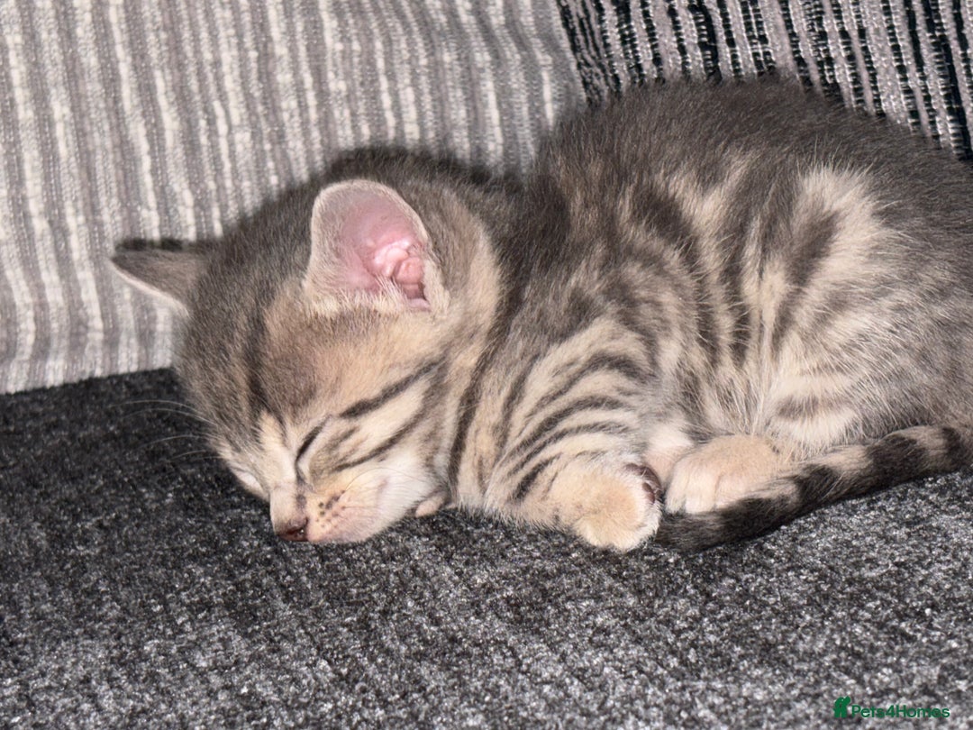 Bengal cats for sale: Russian Blue Bengal Kittens - Image 19