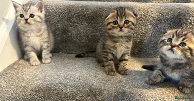 Scottish Fold cats - Advert 4