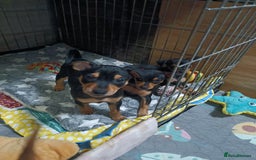 Miniature Pinscher dogs for sale: Miniature Pinscher puppies  - Image 13