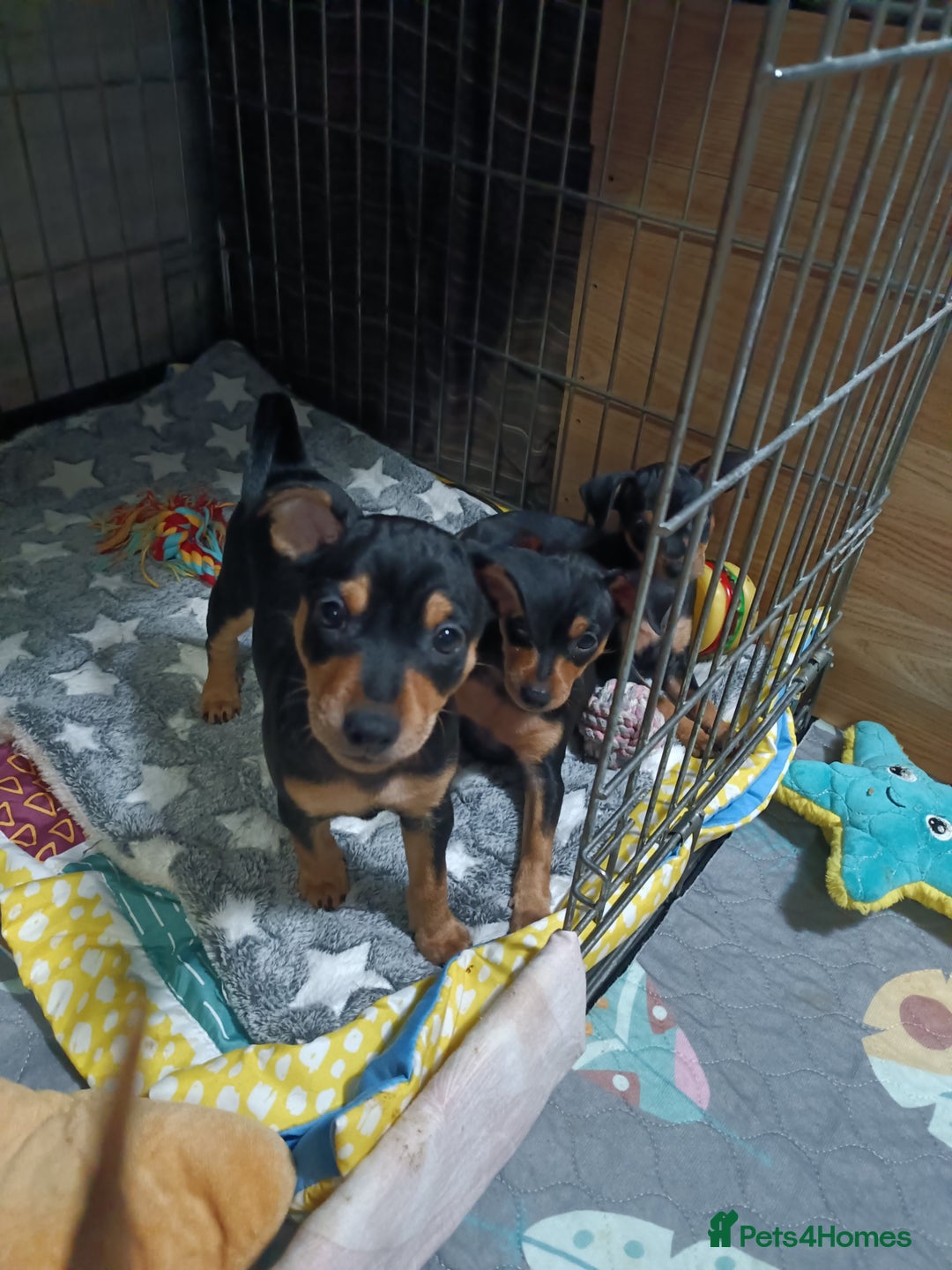 Miniature Pinscher dogs for sale: Miniature Pinscher puppies  - Image 13