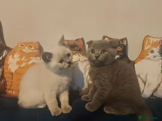 Scottish Fold cats Bradford scotish fold-british shorthair kittens - Advert 1