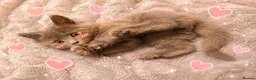 Mixed Breed cats for sale: Cute fluffy kittens black and white boys and girls - Advert 6