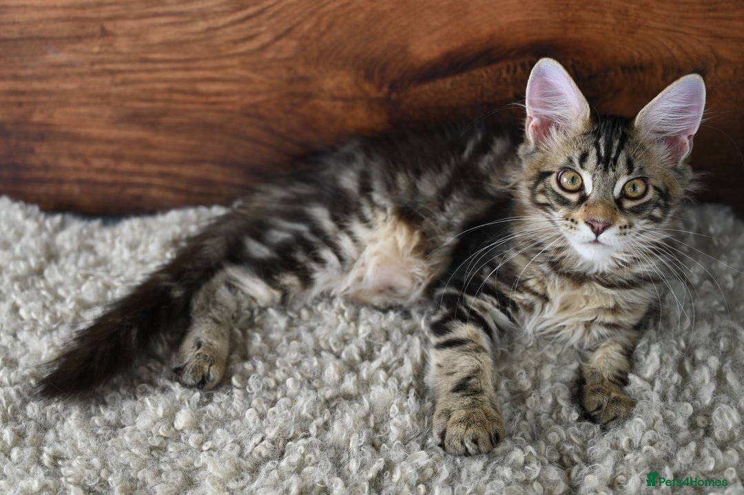 Maine Coon cats for sale: 👑 6 Majestic, health tested Kittens- TICA reg 🧬 - Image 7