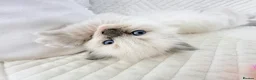 Ragdoll cats for sale: 3 Blue Point Kittens for sale - All Boys!! - Advert 20