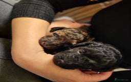 Mixed Breed dogs for sale: Pooshi x Bedipoo  - Image 3