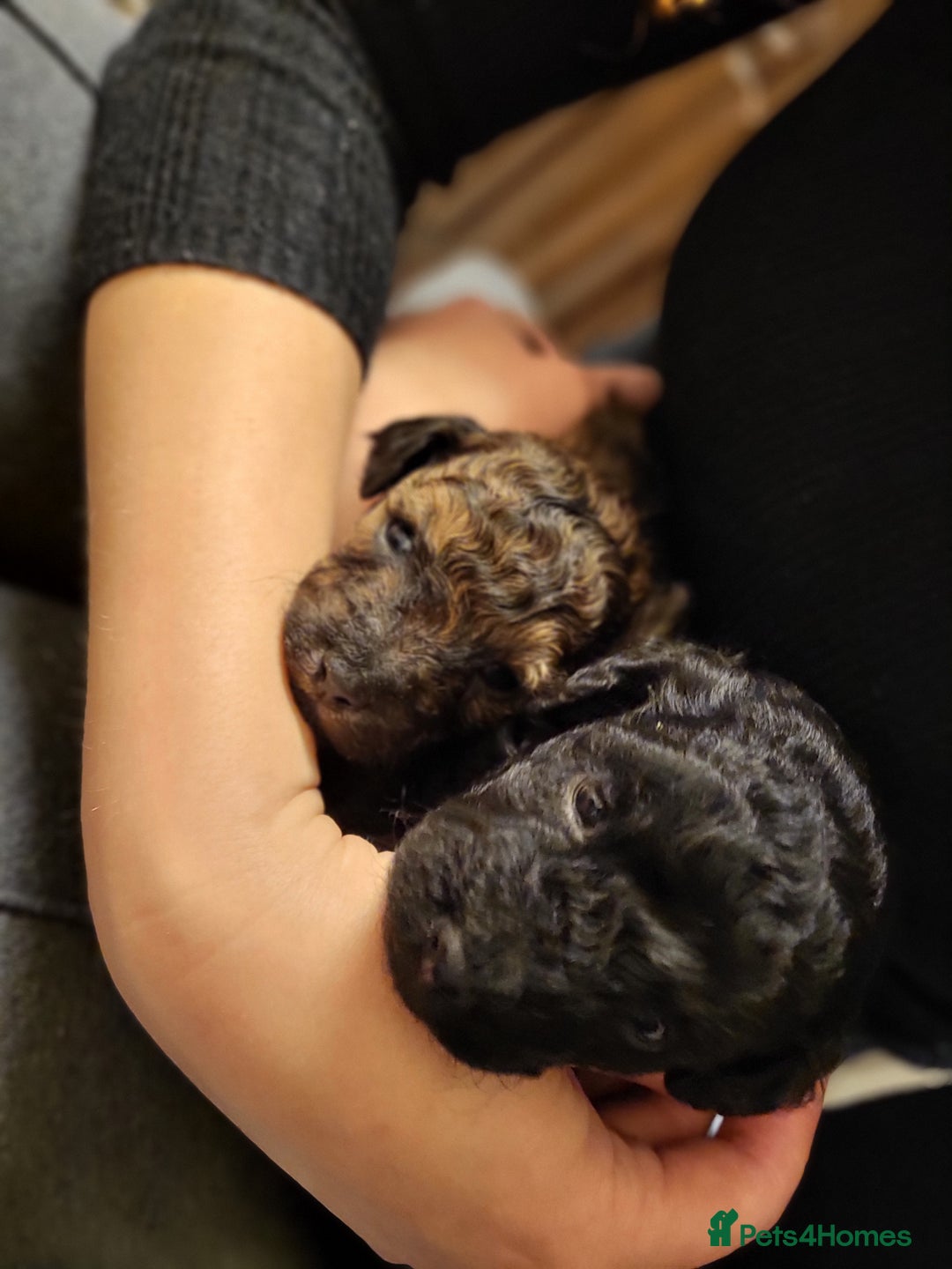 Mixed Breed dogs for sale: Pooshi x Bedipoo  - Image 3