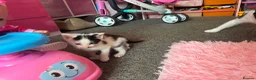 Mixed Breed cats for sale: Kittens ready to leave  in Rotherham - Advert 3