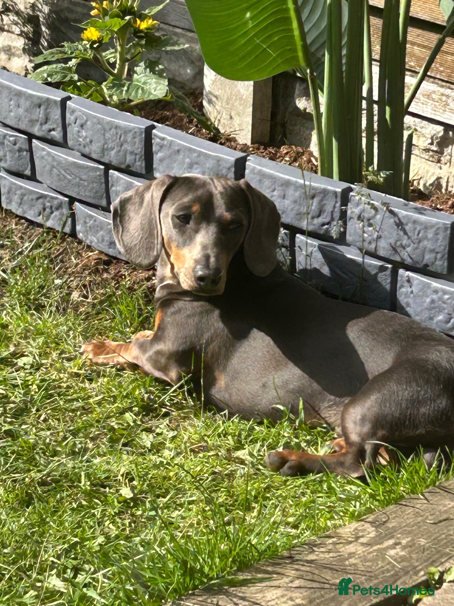 Miniature Dachshund dogs Miniture dachshund for stud  - Advert 1