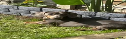 Miniature Dachshund dogs for stud: Miniture dachshund for stud  in Chesterfield - Advert 1