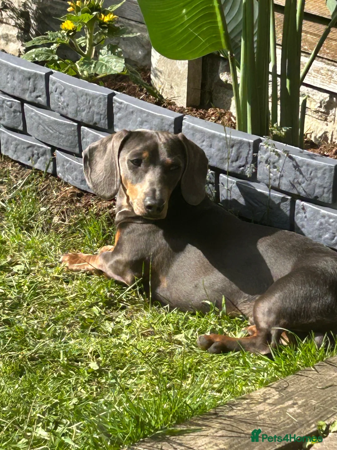 Miniature Dachshund dogs for stud: Miniture dachshund for stud  in Chesterfield - Advert 1