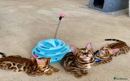 Bengal cats for sale: TICA register.ONLY 2 BOYS 🙀😺LEFT !!! in Northampton - Image 6