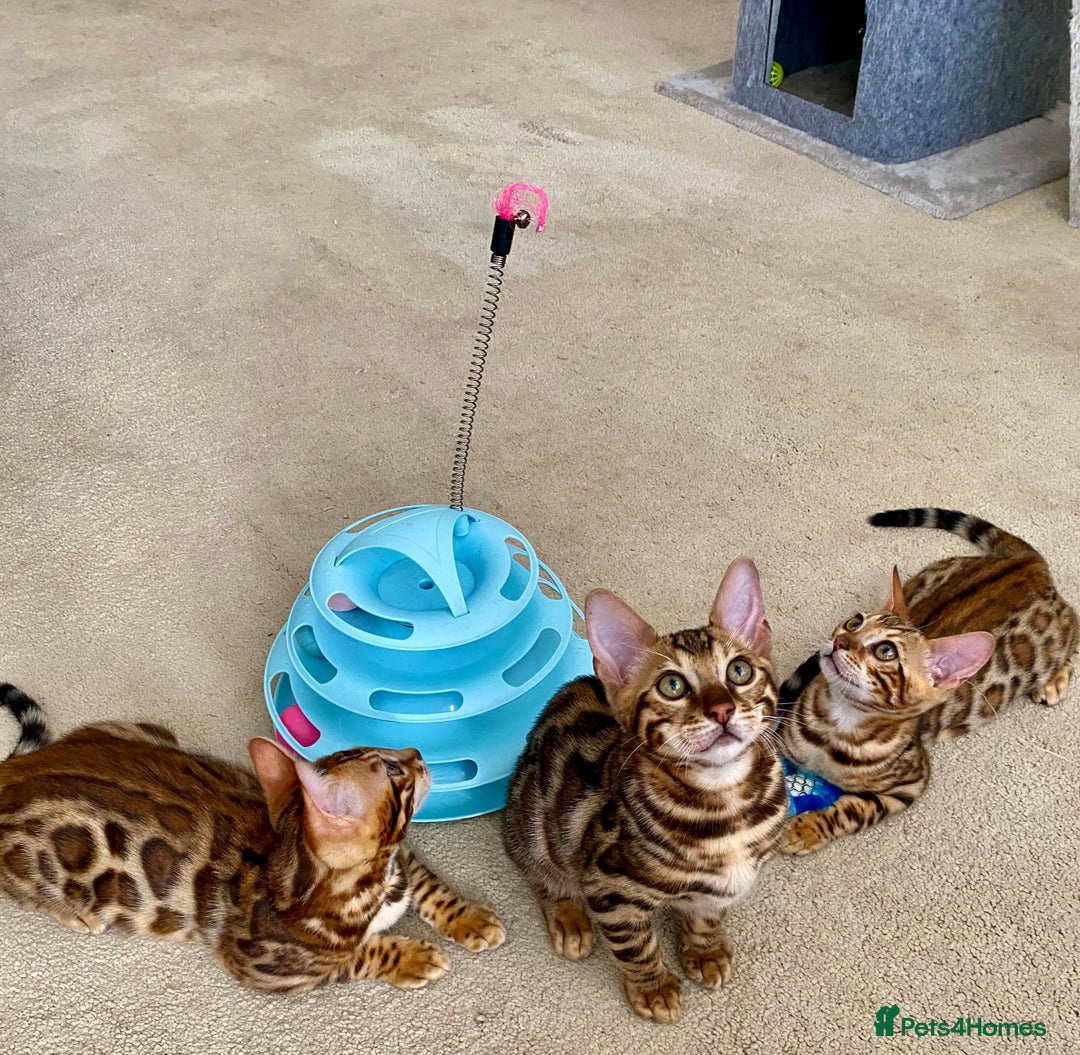Bengal cats for sale: TICA register.ONLY 2 BOYS 🙀😺LEFT !!! in Northampton - Image 6