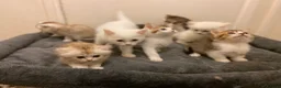 Munchkin cats for sale: Full Pedigree Munchkin Kittens - Advert 14
