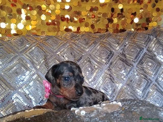 Miniature Dachshund dogs - Advert 1