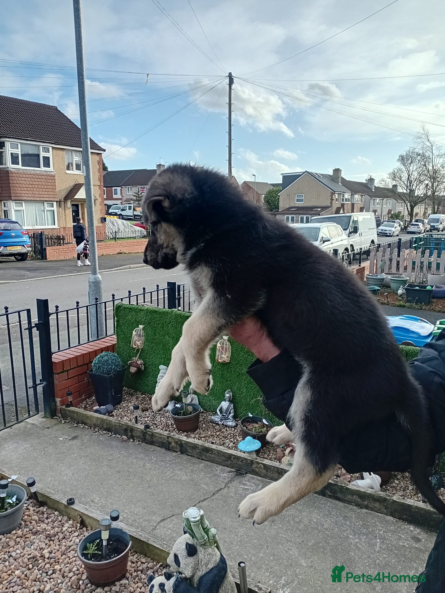 German Shepherd dogs 5 beautiful big boned pups  in Oldham - Advert 5