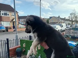 German Shepherd dogs 5 beautiful big boned pups in Oldham - Advert 5