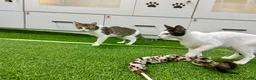 Mixed Breed cats for adoption: [Indoors Only] Yuki & Suki - Adorable Siblings - Advert 17