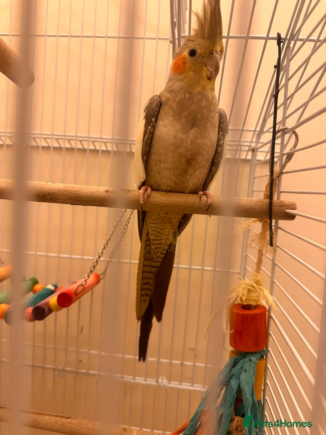 Cockatiels birds for sale: Cocktails  in Mansfield - Advert 1