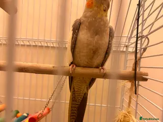 Cockatiels birds Cocktails - Advert 9