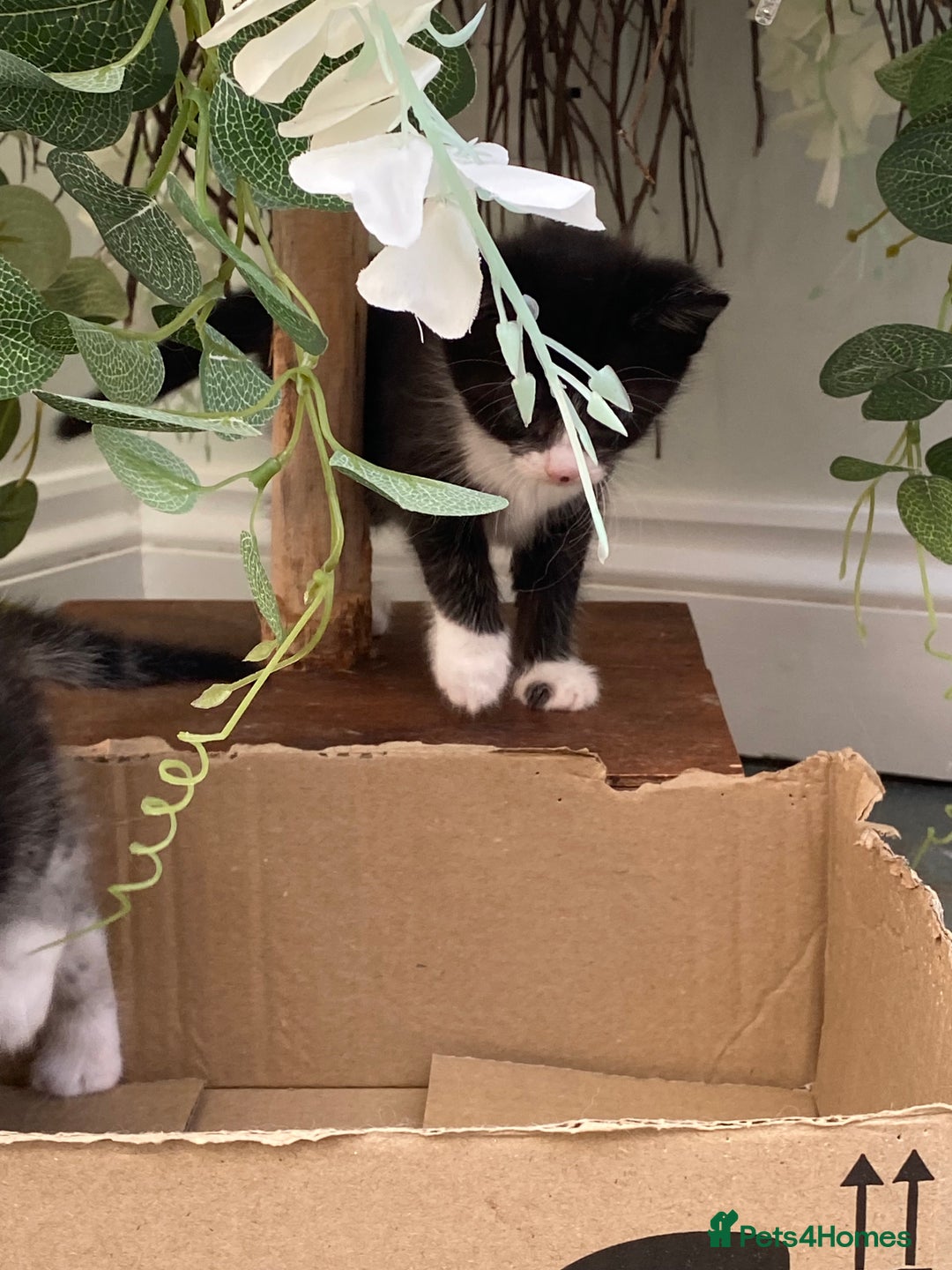 Mixed Breed cats for sale: Smudge and Smidge looking for their forever homes - Image 5