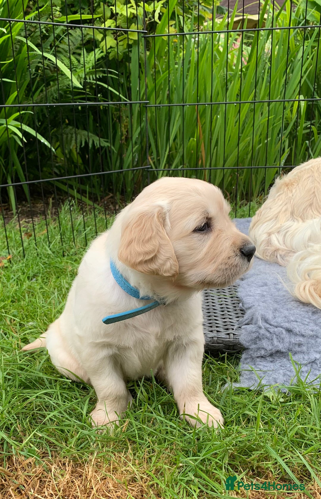 Golden Retriever dogs for sale: 1 BOY LEFT! Beautiful KC Golden Retriever Puppies! in Llanfyrnach - Image 2