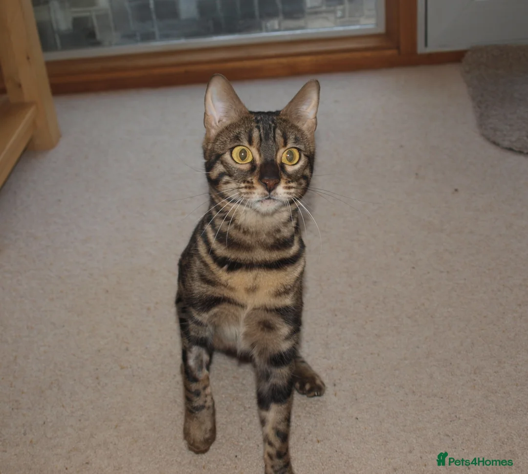 Bengal cats for sale: Stunning Bengal Female Cat - Advert 11